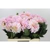 Dahlia Sweet Nathalie
