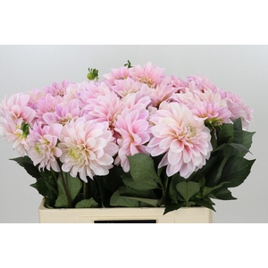 Dahlia Sweet Nathalie