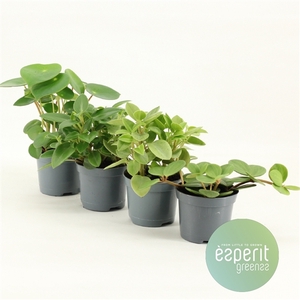 Peperomia Mix 2-4 srt.