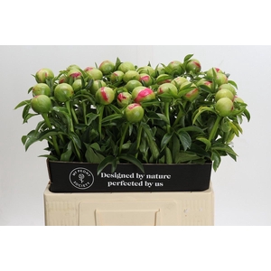 Paeonia Coral Sunset