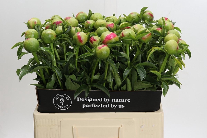 <h4>Paeonia Coral Sunset</h4>