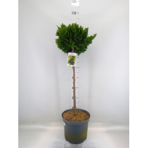 Chamaecyparis obt. 'Gracilis'