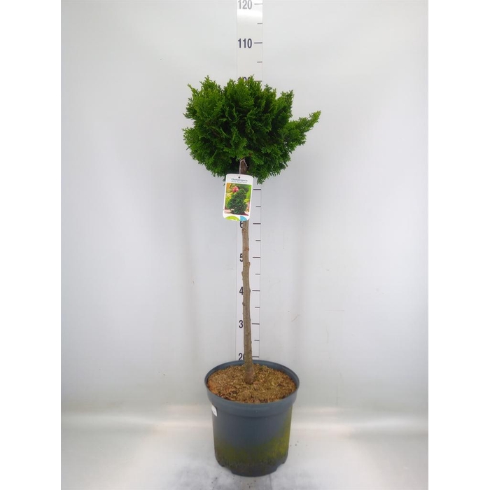 <h4>Chamaecyparis obt. 'Gracilis'</h4>