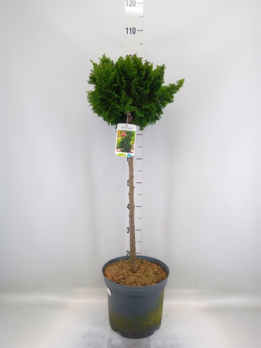 <h4>Chamaecyparis obt. 'Gracilis'</h4>