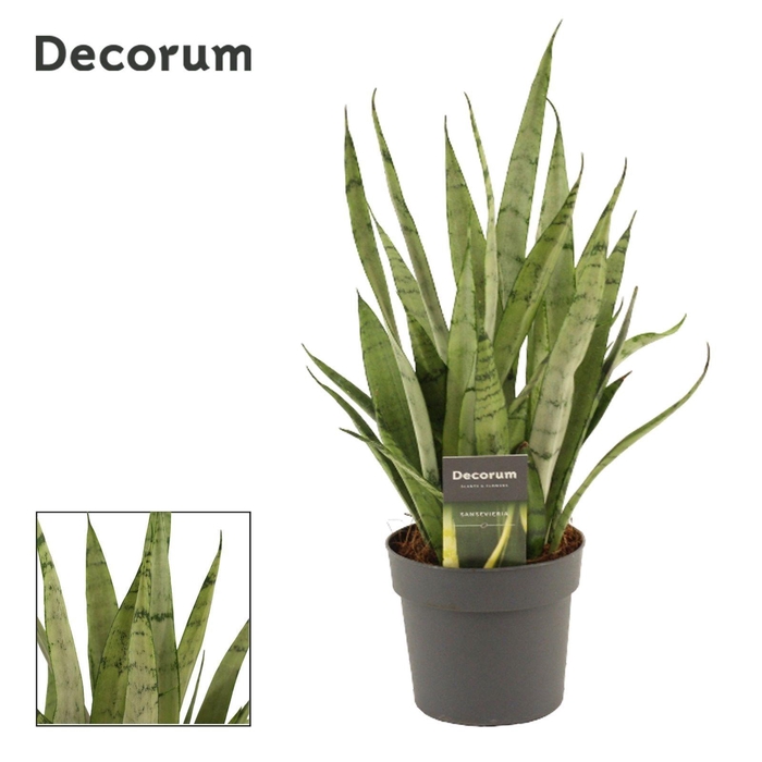 <h4>Sansevieria Silver Princess 12 cm (Decorum)</h4>