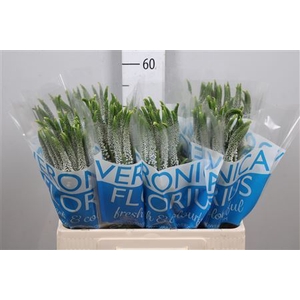Veronica  'Caya'