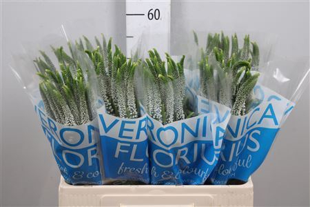 <h4>Veronica  'Caya'</h4>