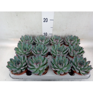 Echeveria  'Apus'