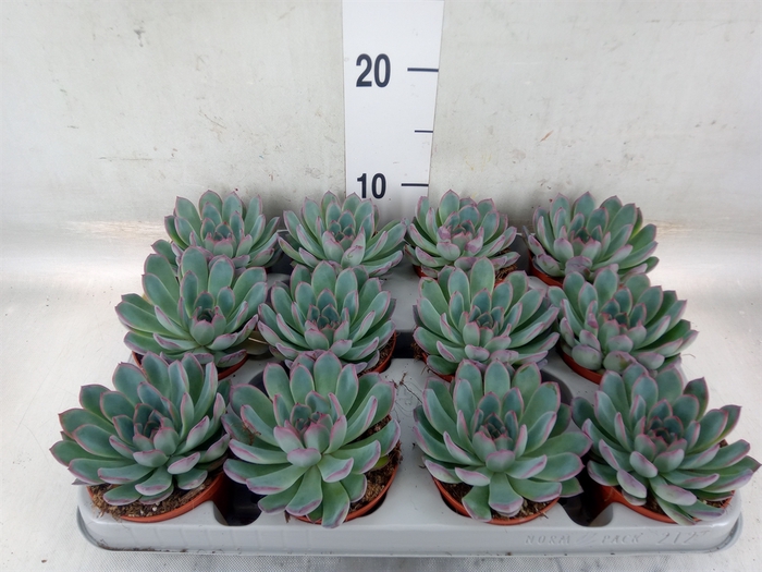 <h4>Echeveria  'Apus'</h4>