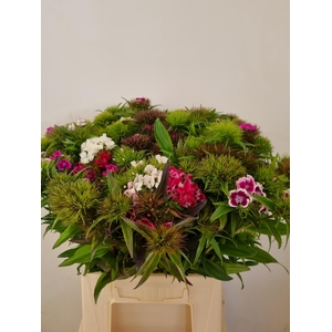Di Barb Gem Per Bos 50 Cm