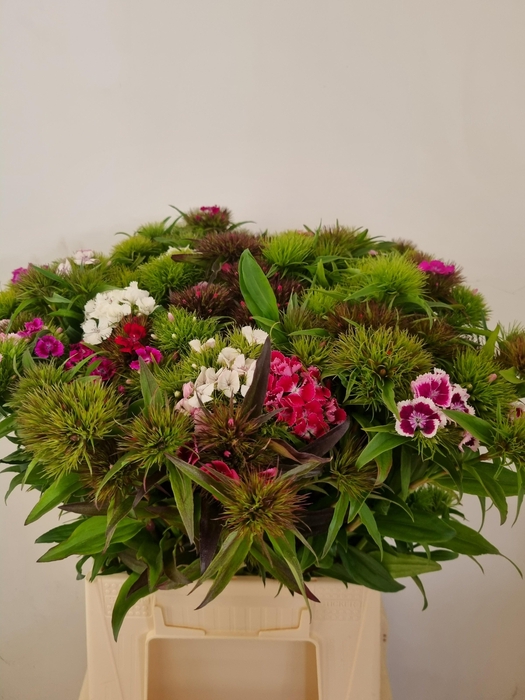 <h4>Di Barb Gem Per Bos 55 Cm</h4>