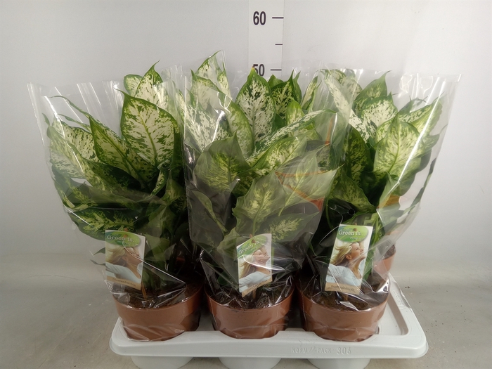 <h4>Dieffenbachia  'Compacta'</h4>