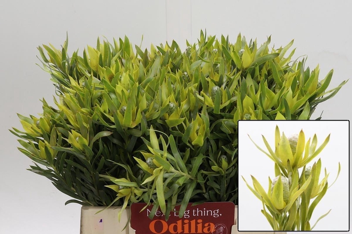 <h4>LEUCAD PIZZA</h4>