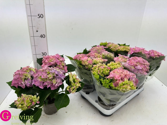 <h4>HYDR M EARLY ROSA</h4>