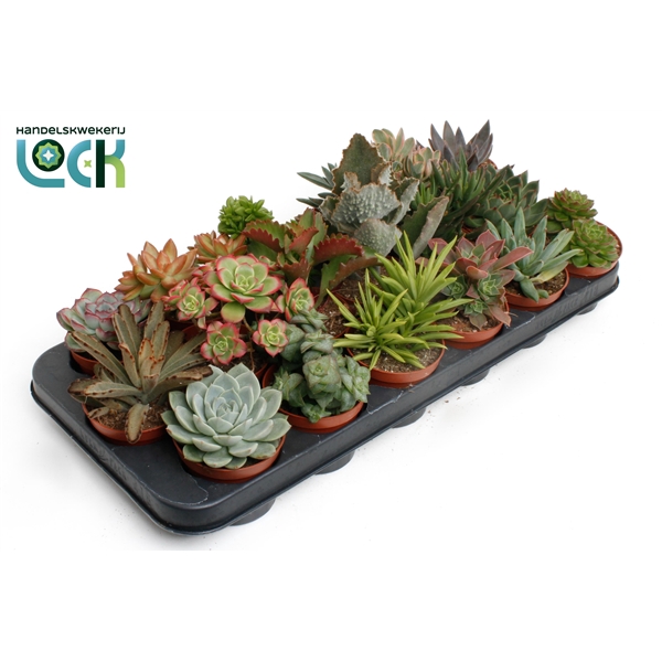 <h4>Succulenten Mix</h4>