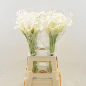 Calla White Art