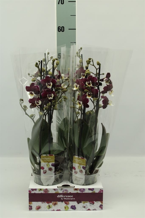 <h4>Phalaenopsis   ...</h4>