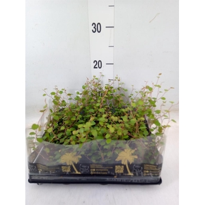 Muehlenbeckia com. 'Mao'ri'