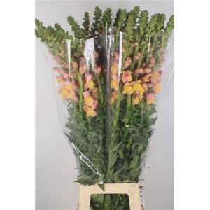 Antirrhinum It. Orange