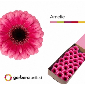 Germini Amelie Doos