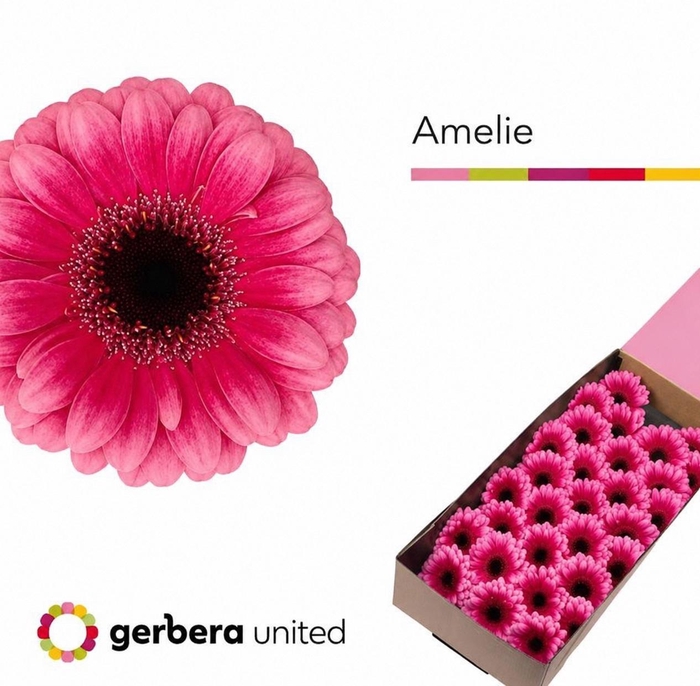 <h4>Germini Amelie Doos</h4>