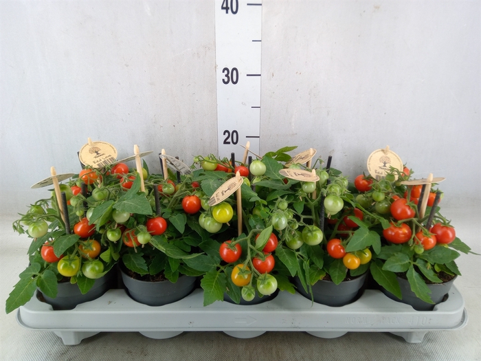 <h4>Solanum lycopersicum   ...</h4>