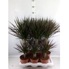 Dracaena marg. 'Magenta'