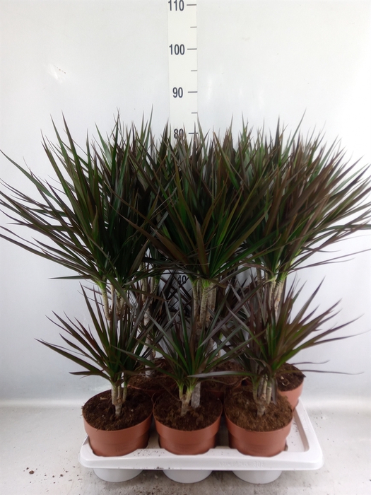 Dracaena marg. 'Magenta'