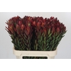 Leucadendron Safari Sunset
