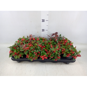 Gaultheria proc. 'Big Berry'