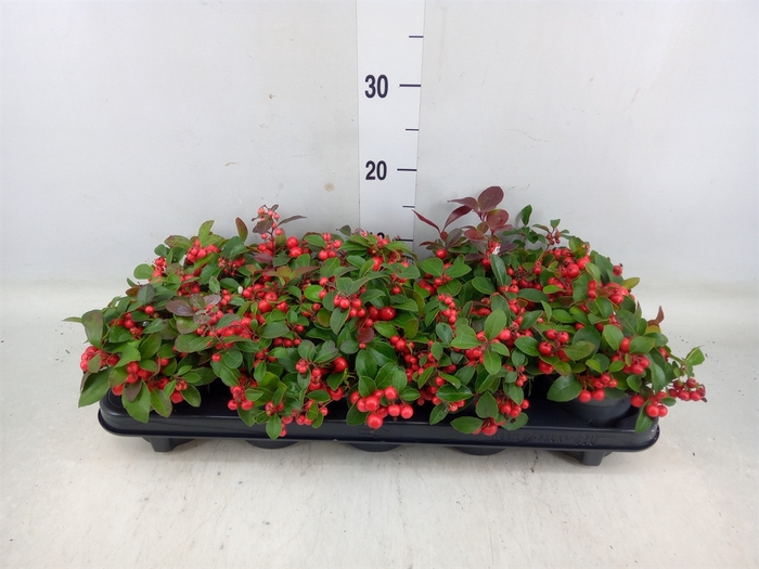 <h4>Gaultheria proc. 'Big Berry'</h4>