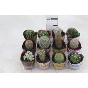 CACTUS RAIZ PROPRIA P09
