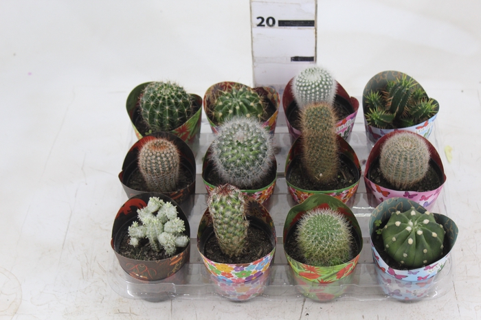 <h4>CACTUS RAIZ PROPRIA P09</h4>