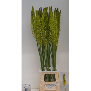 EREMURUS STENOPHYLLU