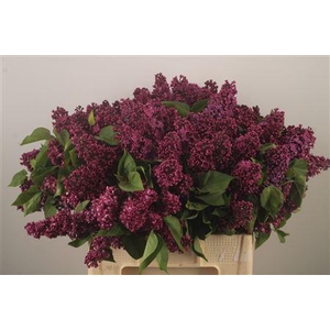 Syringa Per Bunch Purple