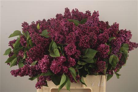 <h4>Syringa Per Bunch Purple</h4>