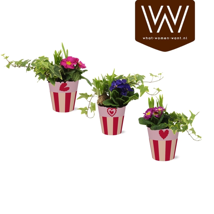 <h4>ARR PL IN SCHAAL</h4>