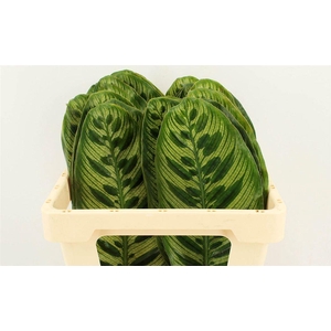 Calathea Makoyana