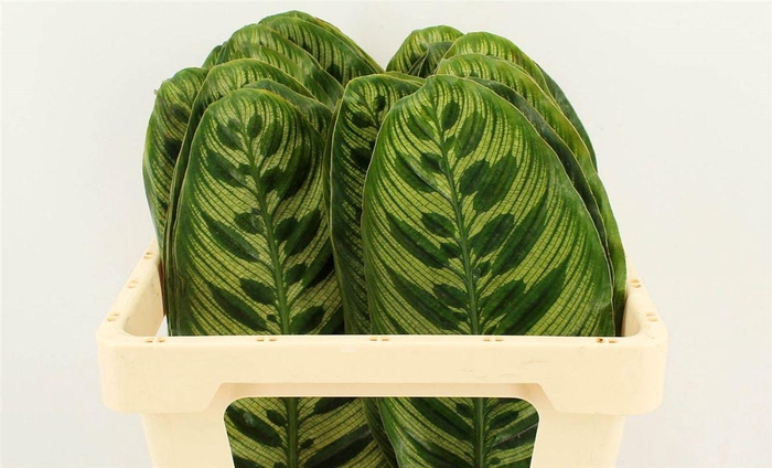 <h4>Calathea Makoyana</h4>