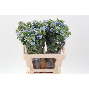 Oxy Co Tan Pure Blu