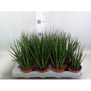 Sansevieria  'Fernwood'
