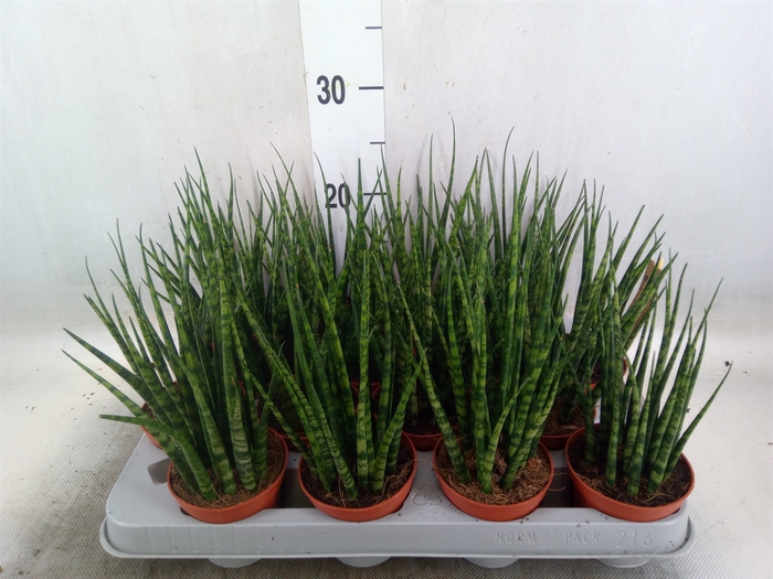 <h4>Sansevieria  'Fernwood'</h4>
