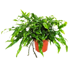 Microsorum  diversifolium