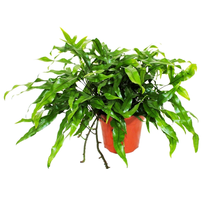 <h4>Microsorum  diversifolium</h4>