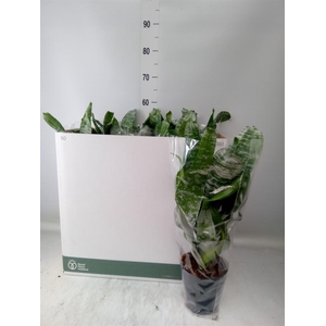 Aechmea fasciata 'Primera'