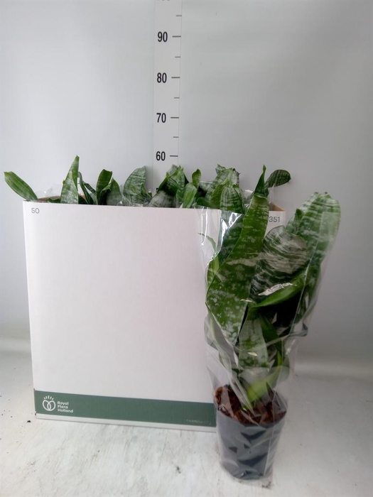 <h4>Aechmea fasciata 'Primera'</h4>