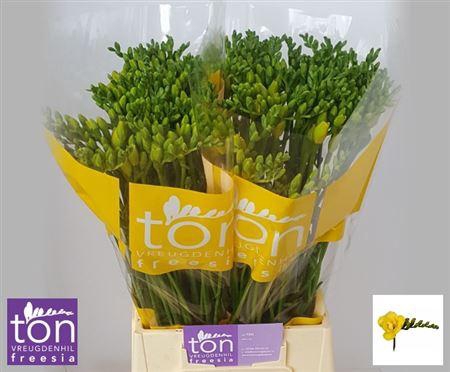 <h4>Fr Du Marseille</h4>