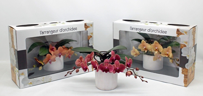 <h4>L'arrangeur D'orchidee ORANJE (GROEN)</h4>