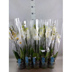 Phalaenopsis   ...