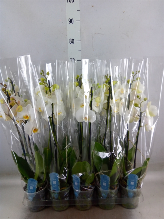 <h4>Phalaenopsis   ...</h4>